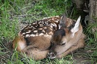  NOS AMIS LES ANIMAUX : SAUVONS BAMBI !